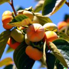 GG88 5 Common Persimmon Diospyros virginian Native Edible Fruit Tree Seeds From US Warehouse GG88 5 Common Persimmon Diospyros virginian Native Edible Fruit Tree Seeds From US Warehouse