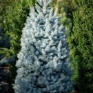 GG88 50 Blue Spruce Seeds Christmas Trees (Colorado Picea pungens)  From US Warehouse