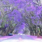 GG88 40 Purple Jacaranda Mimosifolia Seedsest Growing Flowering Tree  From US Warehouse