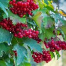 GG88 80 Red Elderberry Seeds (Sambucus Racemosa) Tree Shrub Fruit Berry  From US Warehouse