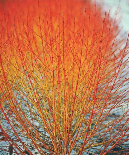 GG88 40 Winter Flame Fire Bush Hedge Seeds Bloodtwig Red Dogwood (Cornus Sanguinea)  From US Warehou