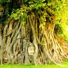 GG88 80 Medicinal Ficus Religiosa Seeds Budha Peepal Sacred Fig A Meditation Tree  From US Warehouse