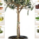 GG88 15 Olive Seeds for Planting Tree Purple Olive Edible (Olea Africana) Fruit  From US Warehouse