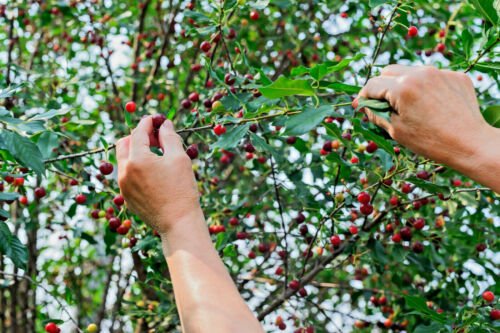 GG88 15 St Lucie Cherry Tree Seeds (Prunus Mahaleb) GREEK SPICE MEDICINAL GRAFTING  From US Warehous