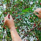 GG88 15 St Lucie Cherry Tree Seeds (Prunus Mahaleb) GREEK SPICE MEDICINAL GRAFTING  From US Warehous