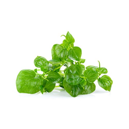 GG88 Peperomia Pellucida Crab Claw Herb Krasang Teap Rau C&Atilde;&nbsp;ng Cua USA Warehouse