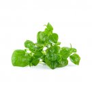 GG88 Peperomia Pellucida Crab Claw Herb Krasang Teap Rau Càng Cua USA Warehouse