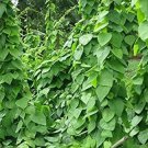 GG88 15 SEEDS GREEN GLASS JELLY VINE TILIACORA TRIANDRA Suong Sam Bai Yanang USA Warehouse