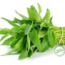 GG88 3000 seeds Water Morning Glory Water Spinach Ong Choy Kong Xin Cai Rau Muong USA Warehouse