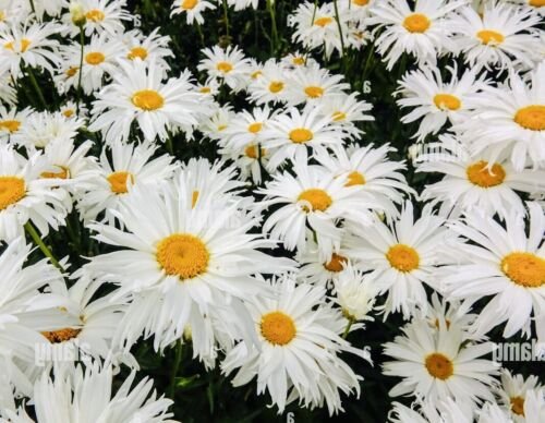 GG88 Crazy Alaskan Daisy Flower Seeds Fresh Harvest Non Gmo USA Warehouse