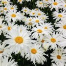 GG88 Crazy Alaskan Daisy Flower Seeds Fresh Harvest Non Gmo USA Warehouse