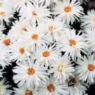 GG88 50 Crazy Alaskan Daisy Flower Seeds Fresh Harvest Non Gmo USA Warehouse