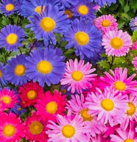 GG88 China Aster Rainbow Mix Flower Seeds Fresh Harvest Non Gmo USA Warehouse