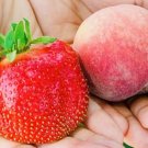 GG88 100 Giant Strawberry Fruit Seeds Nongmo Fresh Harvest USA Warehouse