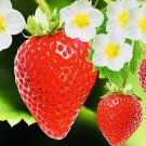 GG88 250 Everbearing Strawberry Fruit Seeds Nongmo Fresh Harvest USA Warehouse