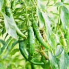GG88 Fresh Harvest Hot Serrano Pepper Seeds Nongmo Heirloom Variety USA Warehouse