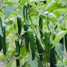 GG88 100 Fresh Harvest Hot Serrano Pepper Seeds Nongmo Heirloom Variety USA Warehouse