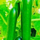 GG88 Fresh Harvest Tendergreen Burpless Cucumber Seeds Nongmo Heirloom Variety USA Warehouse