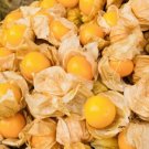 GG88 Pineapple Tomatillo Seeds Heirloom Non Gmo Fresh Harvest USA Warehouse