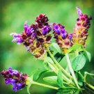 GG88 200 Allheal Seeds - Prunella Vulgaris - Medicinal Herb Seeds - Heal All USA Warehouse
