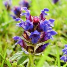 GG88 1000 Allheal Seeds - Prunella Vulgaris - Medicinal Herb Seeds - Heal All USA Warehouse