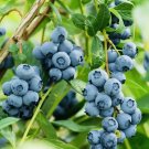 GG88 200 Southern Blueberry Fruit Seeds Sweet Non Gmo Fresh Harvest USA Warehouse