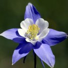 GG88 Rocky Mountain Columbine Flower Seeds Non Gmo Fresh Harvest USA Warehouse