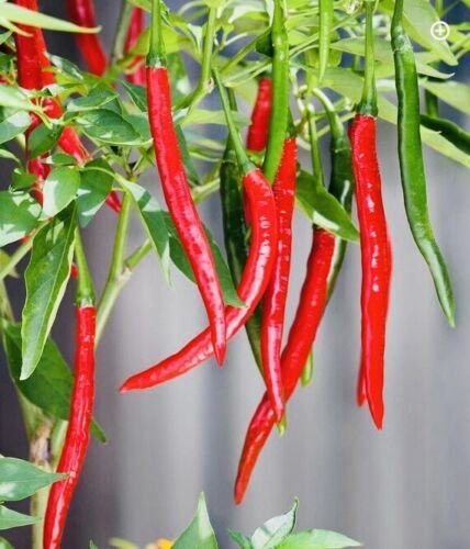 GG88 Long Red Cayenne Pepper Seeds Heirloom Non Gmo Fresh Harvest USA Warehouse
