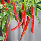 GG88 Long Red Cayenne Pepper Seeds Heirloom Non Gmo Fresh Harvest USA Warehouse