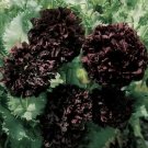 GG88 Peony Double Purple/Black Flower Seeds Nongmo Fresh Harvest USA Warehouse