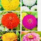 GG88 Zinnia Mix Flower Seeds Nongmo Fresh Harvest USA Warehouse