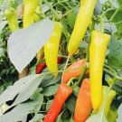 GG88 Hungarian Sweet Wax Pepper Seeds Heirloom Non Gmo Fresh Harvest USA Warehouse