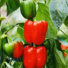 GG88 California Wonder Bell Pepper Seeds Heirloom Non Gmo Fresh Harvest USA Warehouse