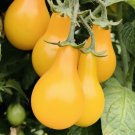 GG88 Yellow Pear Tomato Seeds Heirloom Non Gmo Fresh Harvest USA Warehouse