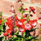GG88 Penstemon Scarlet Queen Flower Seeds Heirloom Non Gmo Fresh Harvest USA Warehouse