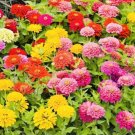 GG88 Bogo 1/2 Off Zinnia Mix Flower Seeds Nongmo Fresh Harvest USA Warehouse