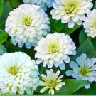 GG88 Zinnia Polar Bear Flower Seeds Nongmo Fresh Harvest USA Warehouse