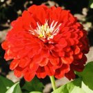 GG88 Bogo 1/2 Off Zinnia Cherry Queen Flower Seeds Nongmo Fresh Harvest USA Warehouse