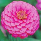 GG88 Zinnia Illumination Flower Seeds Nongmo Fresh Harvest USA Warehouse