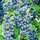 GG88 Bogo 1/2 Off Blueberry Fruit Seeds Sweet Non Gmo Fresh Harvest USA Warehouse