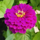 GG88 Zinnia Purple Prince Flower Seeds Nongmo Freshharvest USA Warehouse