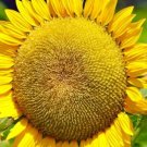 GG88 Mammoth Sunflower Seeds Beautiful Nongmo Heirloom Flower Seeds Fresh Harvest USA Warehouse