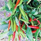 GG88 400 Seeds Thai Hot Pepper Seeds Heirloom Non Gmo Fresh Harvesh USA Warehouse