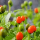 GG88 Chile Pequin Bird Eye Hot Pepper Seeds USA Warehouse