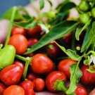 GG88 Premium Chile Pequin Bird Eye Hot Pepper Seeds USA Warehouse