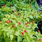 GG88 Hot Chile Pequin Bird Eye Hot Pepper Seeds USA Warehouse
