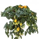 GG88 Micro Dwarf 'Rain Drop' Tomato Seeds 15 USA Warehouse