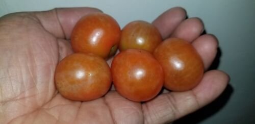 GG88 Micro Dwarf 'Bullfinch' Tomato Seeds USA Warehouse