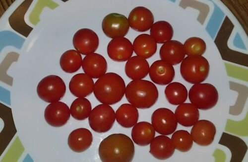 GG88 House' Micro Dwarf Tomato Seeds USA Warehouse