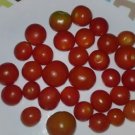 GG88 House' Micro Dwarf Tomato Seeds USA Warehouse